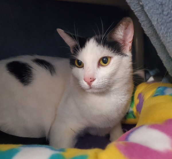 Domino
