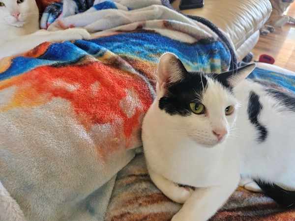Domino