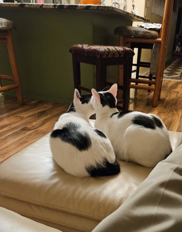 Domino