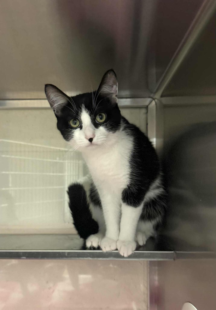 Rory, an adoptable Domestic Short Hair in Grand Forks, ND, 58203 | Photo Image 1