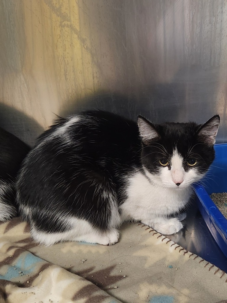 Rory, an adoptable Domestic Short Hair in Grand Forks, ND, 58203 | Photo Image 2