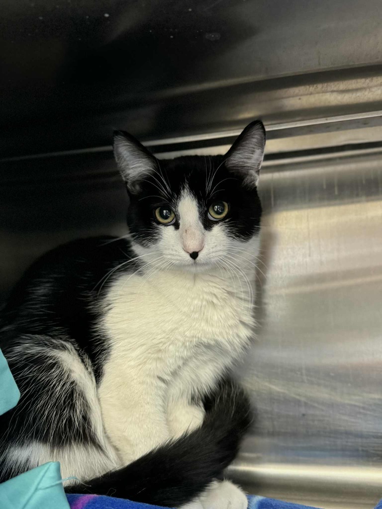 Rory, an adoptable Domestic Short Hair in Grand Forks, ND, 58203 | Photo Image 3