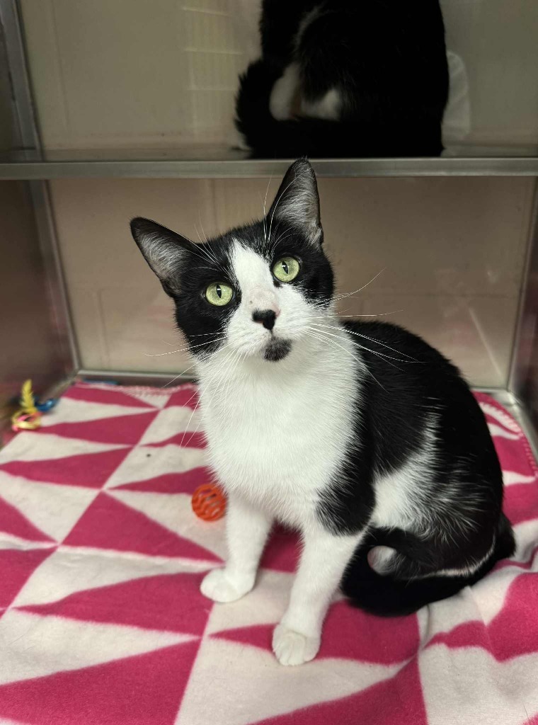 Lori, an adoptable Domestic Short Hair in Grand Forks, ND, 58203 | Photo Image 1