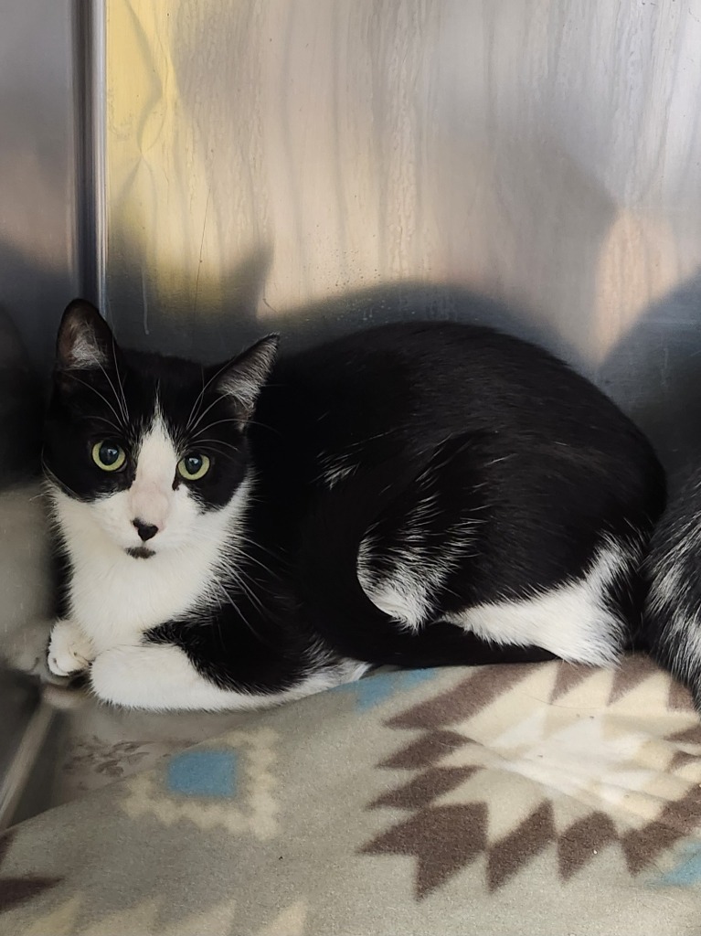 Lori, an adoptable Domestic Short Hair in Grand Forks, ND, 58203 | Photo Image 2