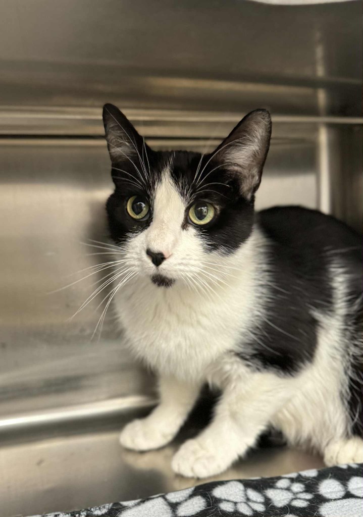 Lori, an adoptable Domestic Short Hair in Grand Forks, ND, 58203 | Photo Image 3