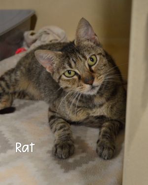 Rat