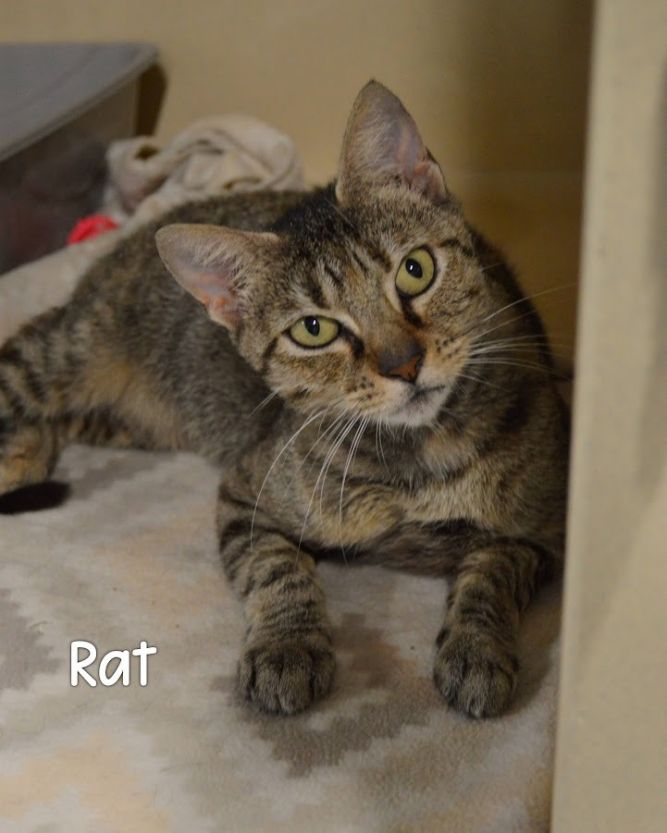 Rat