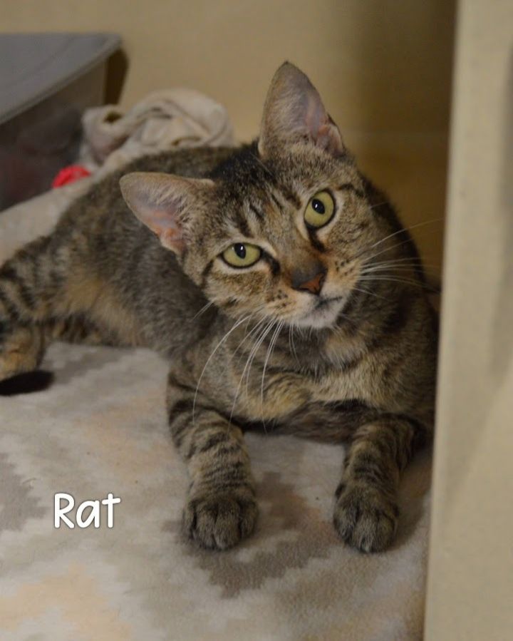 Rat 1