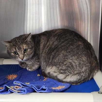 Meowlinda, an adoptable Domestic Short Hair in Gwinn, MI, 49841 | Photo Image 1