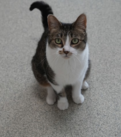 Kiki