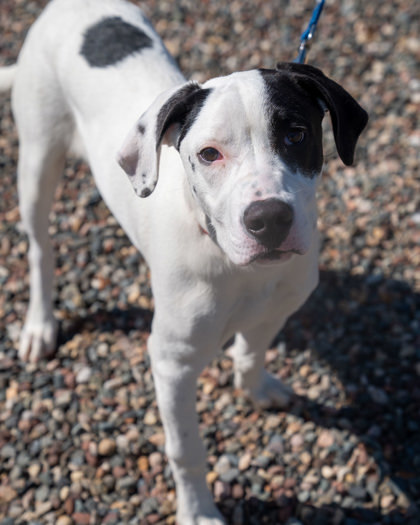 Riot (Ziggy)
