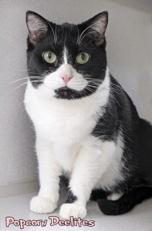 Popcorn Deelites, Adult Female Domestic Short Hair
