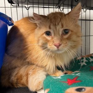 Bubba, Adult Male Domestic Long Hair