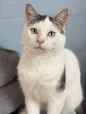 Frankie