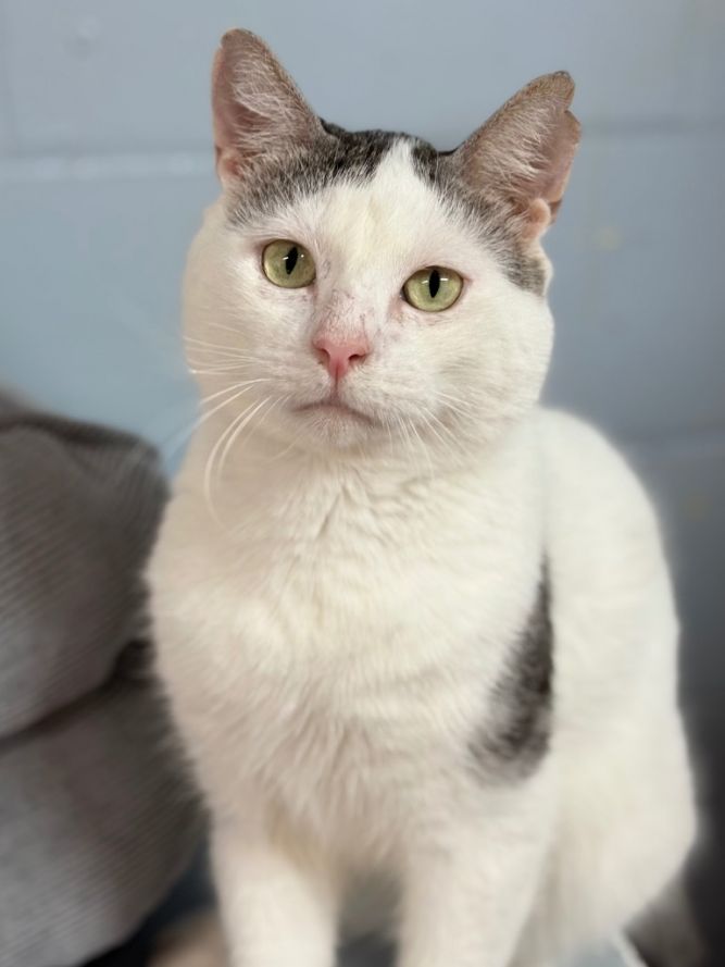 Frankie