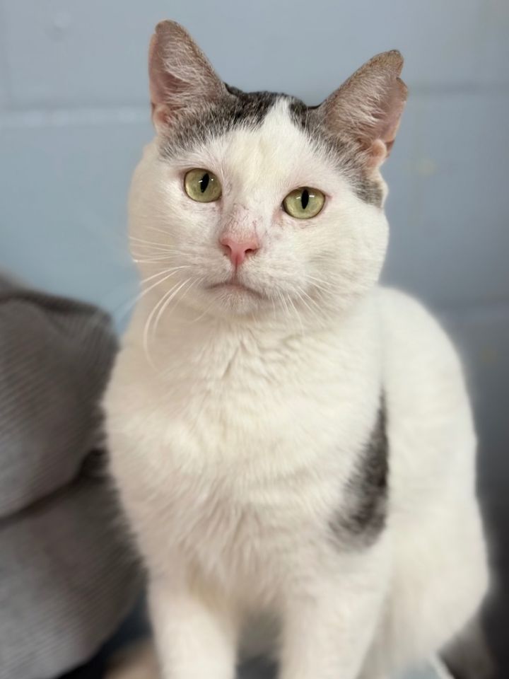 Frankie 1