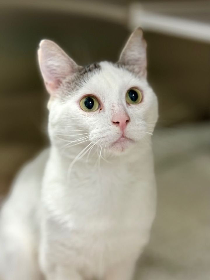 Frankie 3