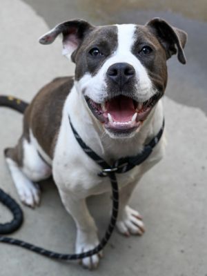 Burto Mixed Breed Dog
