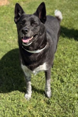 Meet Mila She is a wonderful family pet who is affectionate playful and intelligent She is house