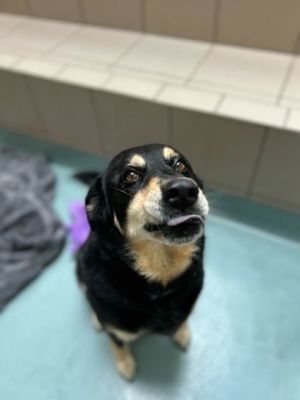 Pelican is a sweet and darling pup She might be reaching her double digits but dont let that fool
