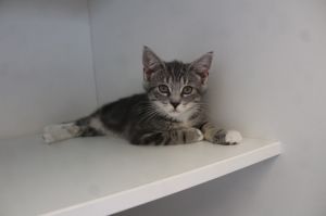 Firecracker Chicken, Baby Male Domestic Short Hair