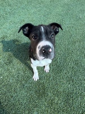 Bravio, Baby Male Pit Bull Terrier