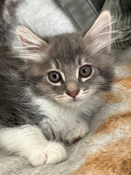 Leonardo