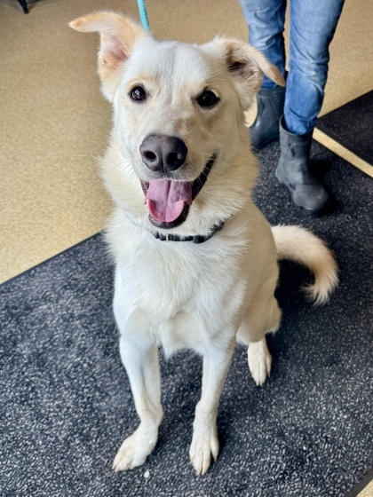 Ollee, an adoptable Great Pyrenees, Siberian Husky in Harbor Springs, MI, 49740 | Photo Image 1