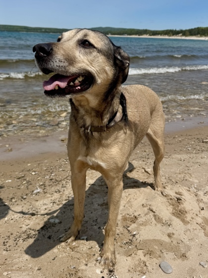 Sparty, an adoptable Shepherd, Greyhound in Harbor Springs, MI, 49740 | Photo Image 1