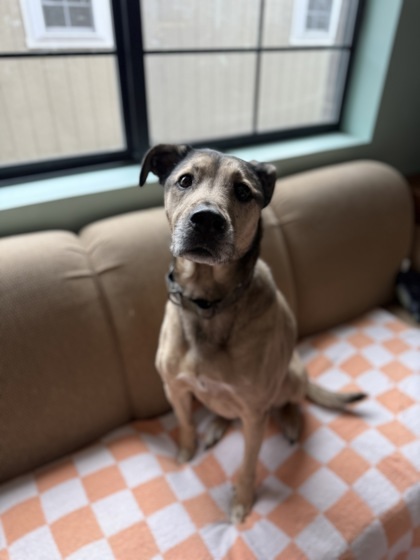 Sparty, an adoptable Shepherd, Greyhound in Harbor Springs, MI, 49740 | Photo Image 2