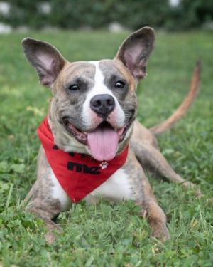 Triggy, Adult Male Mixed Breed
