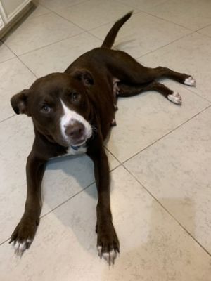 BROWNIE