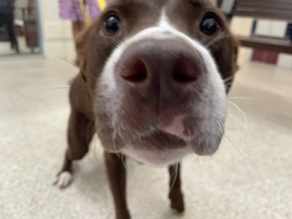 BROWNIE 2