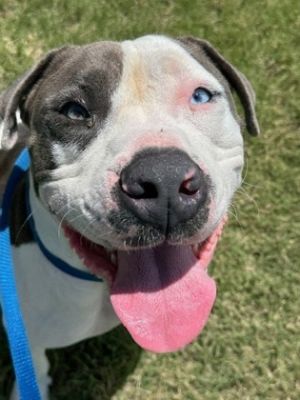 Frieza, Adult Male Pit Bull Terrier