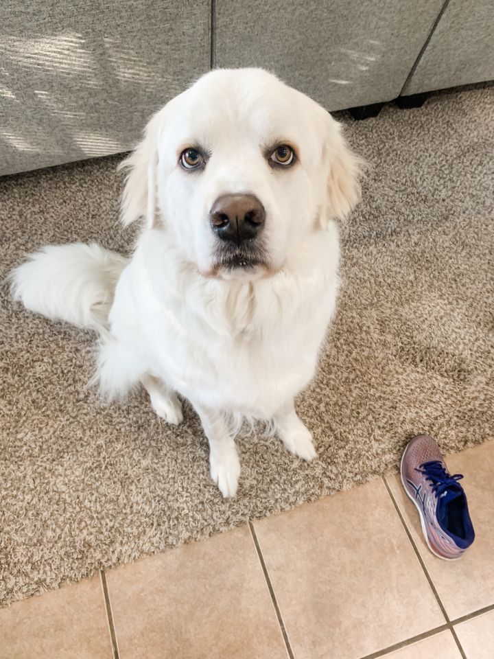 Icey Roo AKA Buddy DFW 2