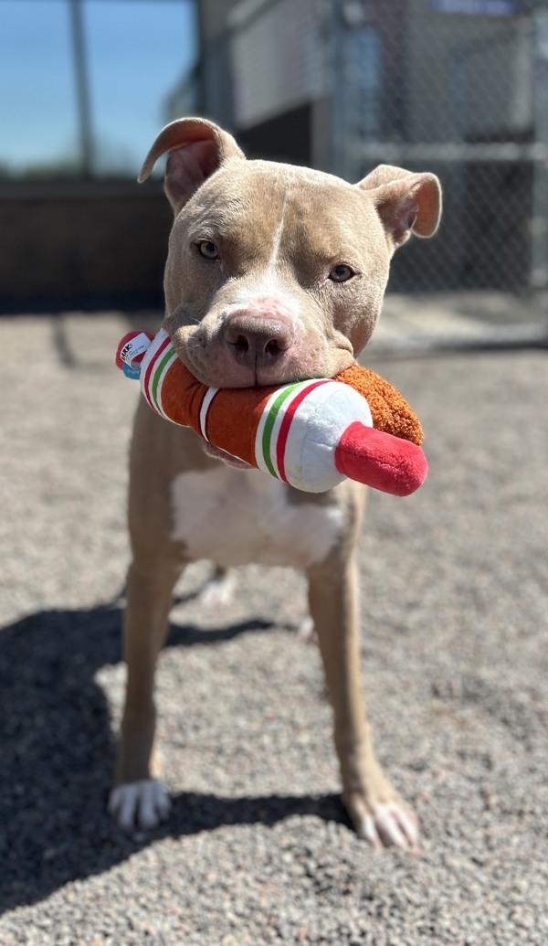 Ralphie, an adoptable American Staffordshire Terrier in Duluth, MN, 55802 | Photo Image 1