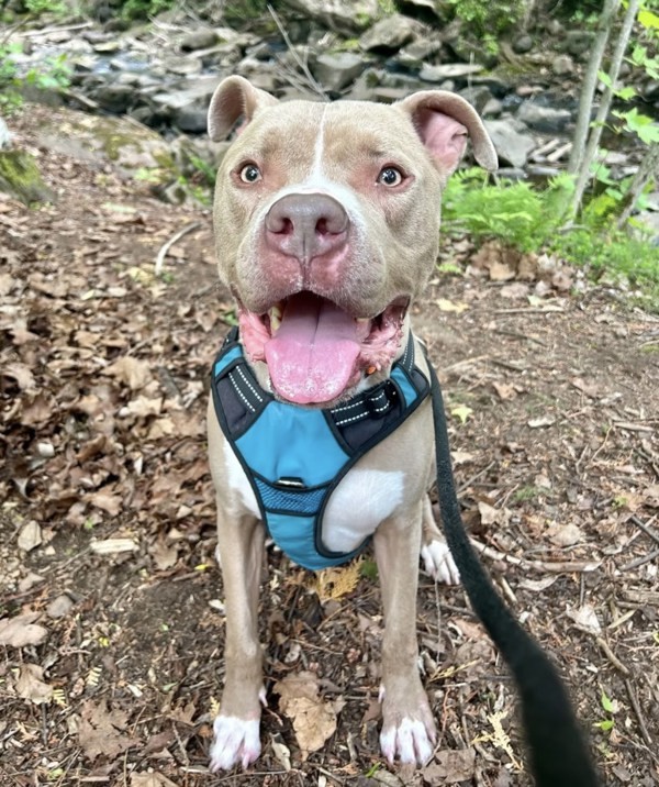 Ralphie, an adoptable American Staffordshire Terrier in Duluth, MN, 55802 | Photo Image 1