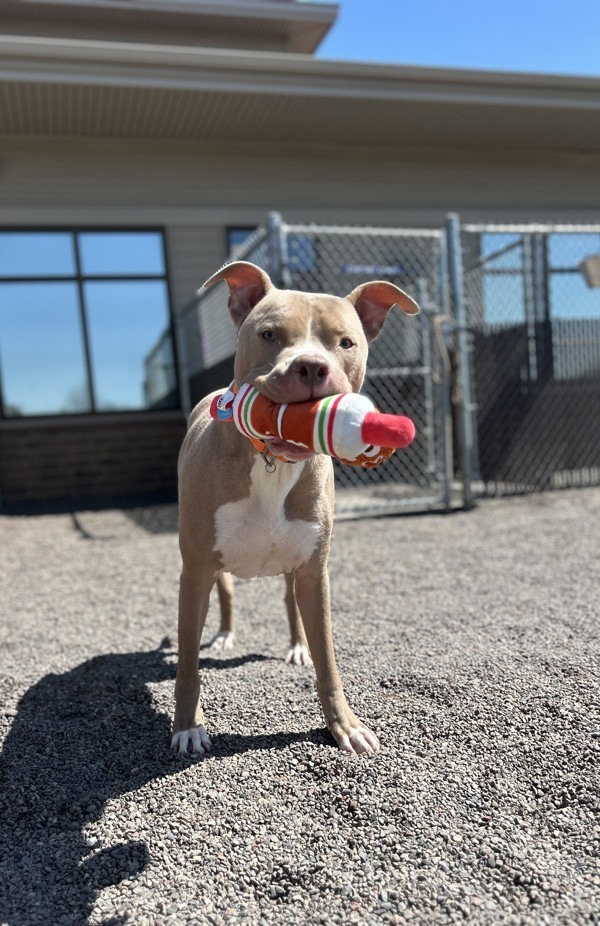 Ralphie, an adoptable American Staffordshire Terrier in Duluth, MN, 55802 | Photo Image 2