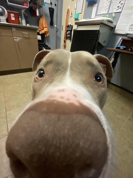 Ralphie, an adoptable American Staffordshire Terrier in Duluth, MN, 55802 | Photo Image 2