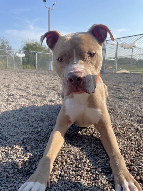 Ralphie, an adoptable American Staffordshire Terrier in Duluth, MN, 55802 | Photo Image 3