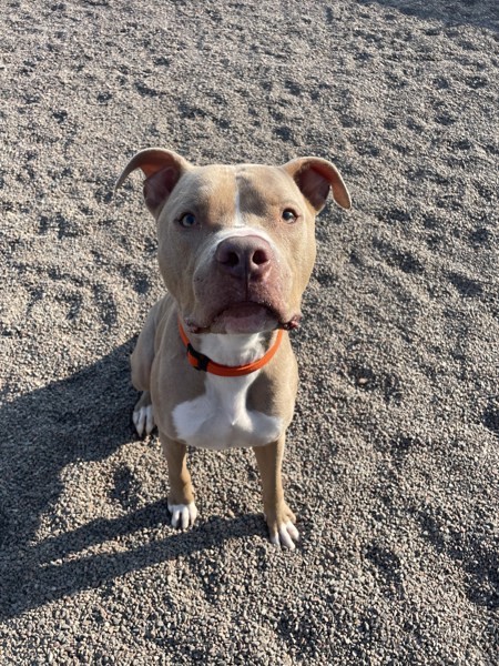 Ralphie, an adoptable American Staffordshire Terrier in Duluth, MN, 55802 | Photo Image 4