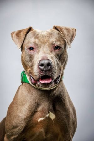 Jenga, Adult Male Terrier