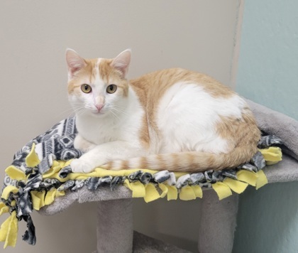 Moe [Bonded to Larry]