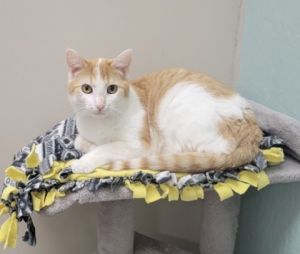 Moe [Bonded to Larry], Baby Male Domestic Short Hair
