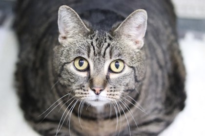 Tigger, an adoptable Domestic Short Hair in Walla Walla, WA, 99362 | Photo Image 1