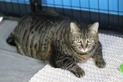 Tigger, an adoptable Domestic Short Hair in Walla Walla, WA, 99362 | Photo Image 2