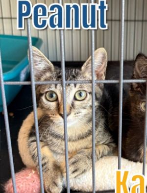 Peanut, Baby Female Domestic Medium Hair