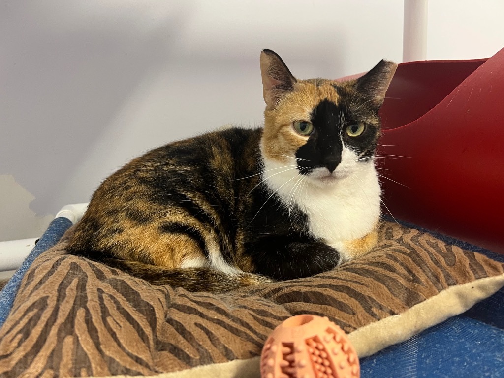Ms. Patches, an adoptable Domestic Short Hair in Saint Francisville, LA, 70775 | Photo Image 1