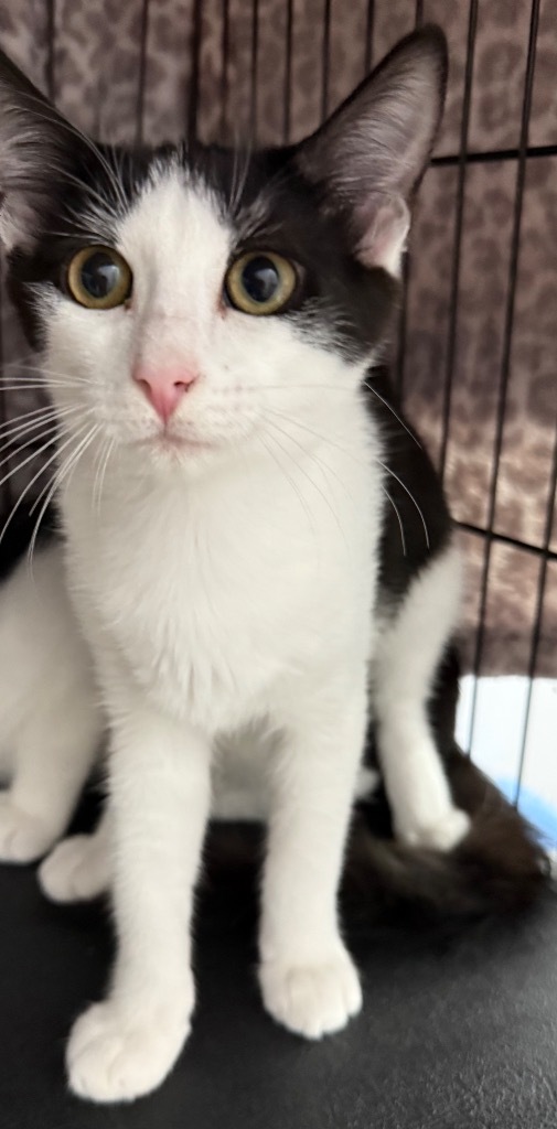 Rhett, an adoptable Domestic Medium Hair in Saint Francisville, LA, 70775 | Photo Image 1