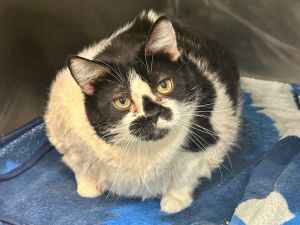 A volunteer writes Meet Winnie Shes 20 gorgeous pounds of cuddly snuggly love--a cat so friendly 